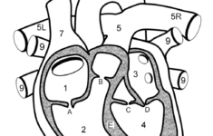 Learn The Anatomy Of The Heart