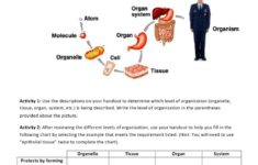 Levels Of Biological Organization Worksheet Biology 231 Anatomy And
