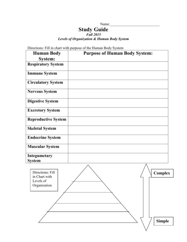 Levels Of Organization Anatomy Worksheet
