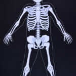 Life Size Printable Skeleton For Kids Adventure In A Box