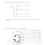 LifeSciTRC Renal Anatomy And Physiology Worksheet