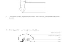 LifeSciTRC Renal Anatomy And Physiology Worksheet