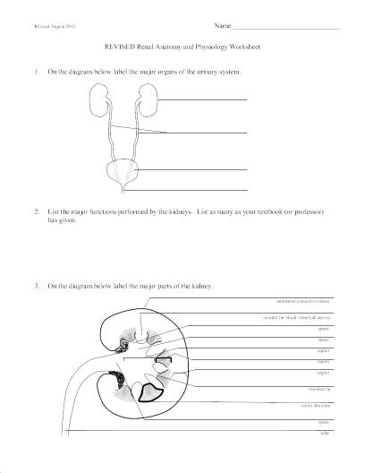 LifeSciTRC Renal Anatomy And Physiology Worksheet