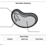 Lima Bean Anatomy Pdf Science Skills Kindergarten Lessons Mini Lessons