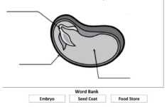 Lima Bean Anatomy pdf Science Skills Kindergarten Lessons Mini Lessons