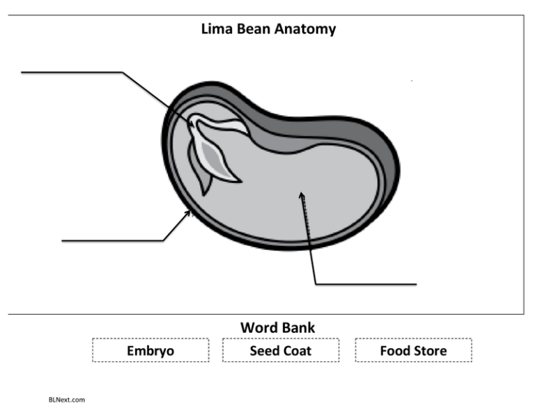 Lima Bean Anatomy Pdf Science Skills Kindergarten Lessons Mini Lessons ...