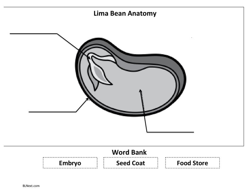 Lima Bean Anatomy pdf Science Skills Kindergarten Lessons Mini Lessons