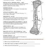 Long Bone Anatomy Worksheet Anatomy Diagram Book