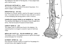 Long Bone Anatomy Worksheet Anatomy Diagram Book