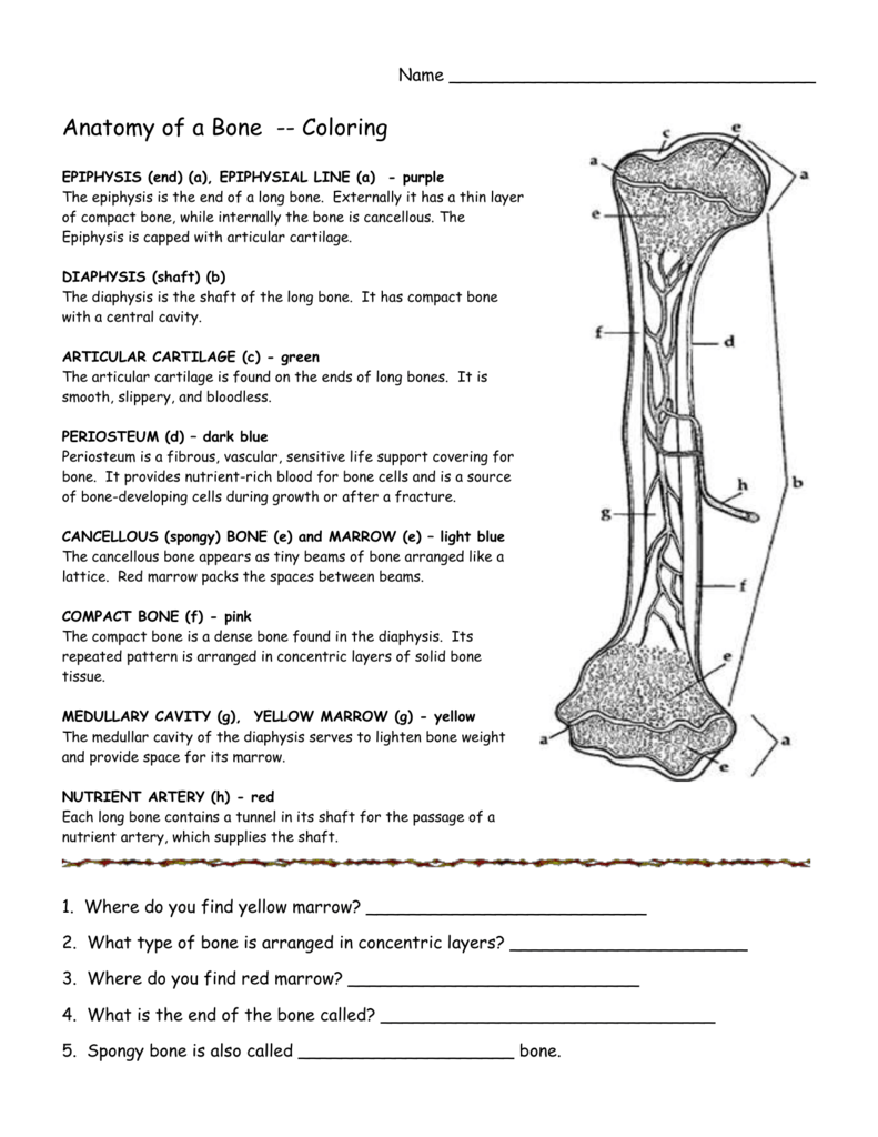 Long Bone Anatomy Worksheet Anatomy Diagram Book