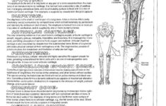 Long Bone Coloring Timothyakeller Flickr