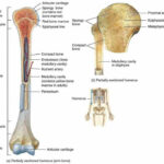 Long Bone Labeled 32 Label The Parts Of A Long Bone The Ends Of