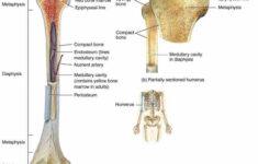 Long Bone Labeled 32 Label The Parts Of A Long Bone The Ends Of