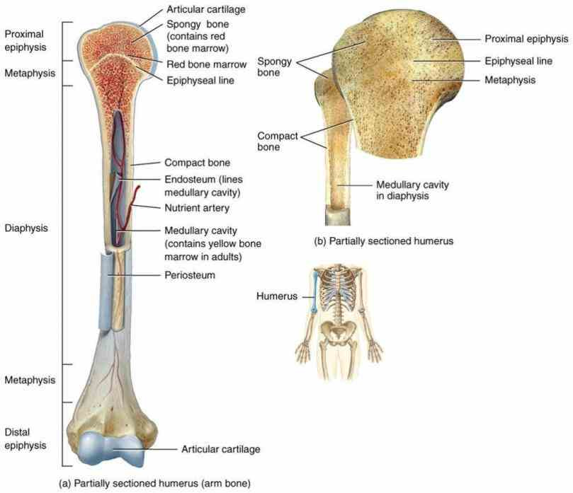 Long Bone Labeled 32 Label The Parts Of A Long Bone The Ends Of 