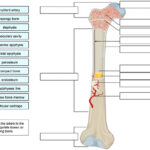 Long Bone Labeling Worksheet Answers Diagrams Quizzes And Worksheets