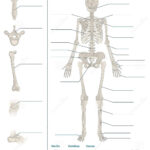 Long Bone Labeling Worksheet Label The Skeleton Fun Division