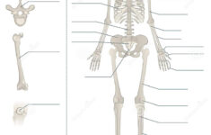 Long Bone Labeling Worksheet Label The Skeleton Fun Division