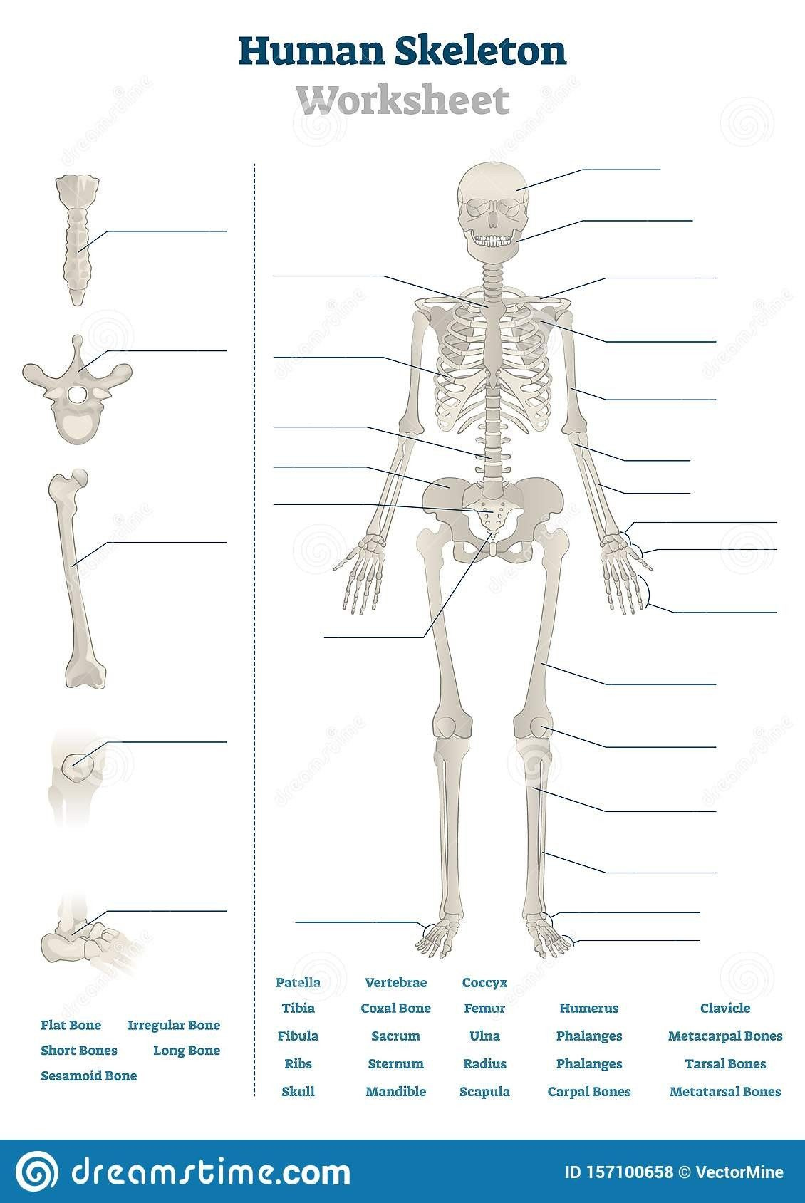 Long Bone Labeling Worksheet Label The Skeleton Fun Division 
