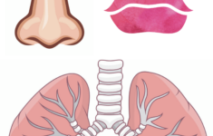 Lung Anatomy Printable By Hello Wonderful Teachers Pay Teachers