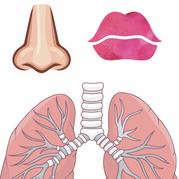 Lung Anatomy Printable For Kids