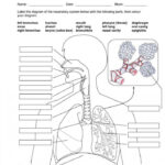 Lungs Anatomy Worksheets 99Worksheets