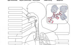 Lungs Anatomy Worksheets 99Worksheets