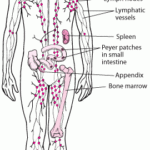 Lymphatic System Worksheet Worksheet
