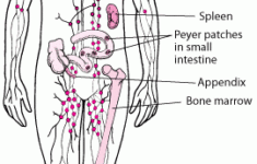 Lymphatic System Worksheet Worksheet
