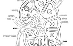 Lymphatic System Worksheet Worksheet