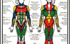 Machine And Muscle Guide Strength Training For Beginners Strength