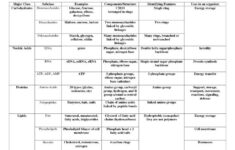 Macromolecules Chart Worksheets Macromolecules Organic Molecules