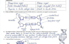 Macromolecules Review Worksheet For Anatomy And Physiology Answers