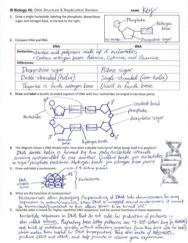Macromolecules Review Worksheet For Anatomy And Physiology Answers 