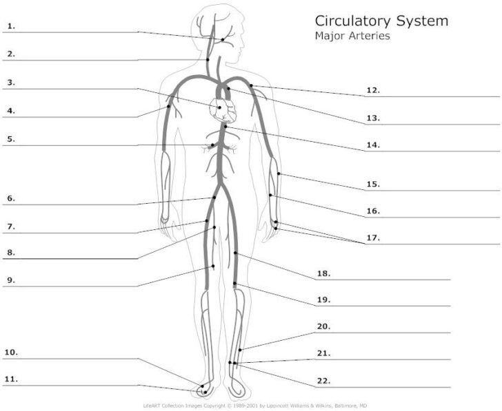 major arteries of the body unlabeled