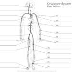 Major Arteries Of The Body Unlabeled Example SmartDraw Anatomy And