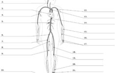 Major Arteries Of The Body Unlabeled Example SmartDraw Anatomy And