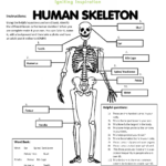 Major Bones In The Human Body Worksheet Muscular System Diagram Not