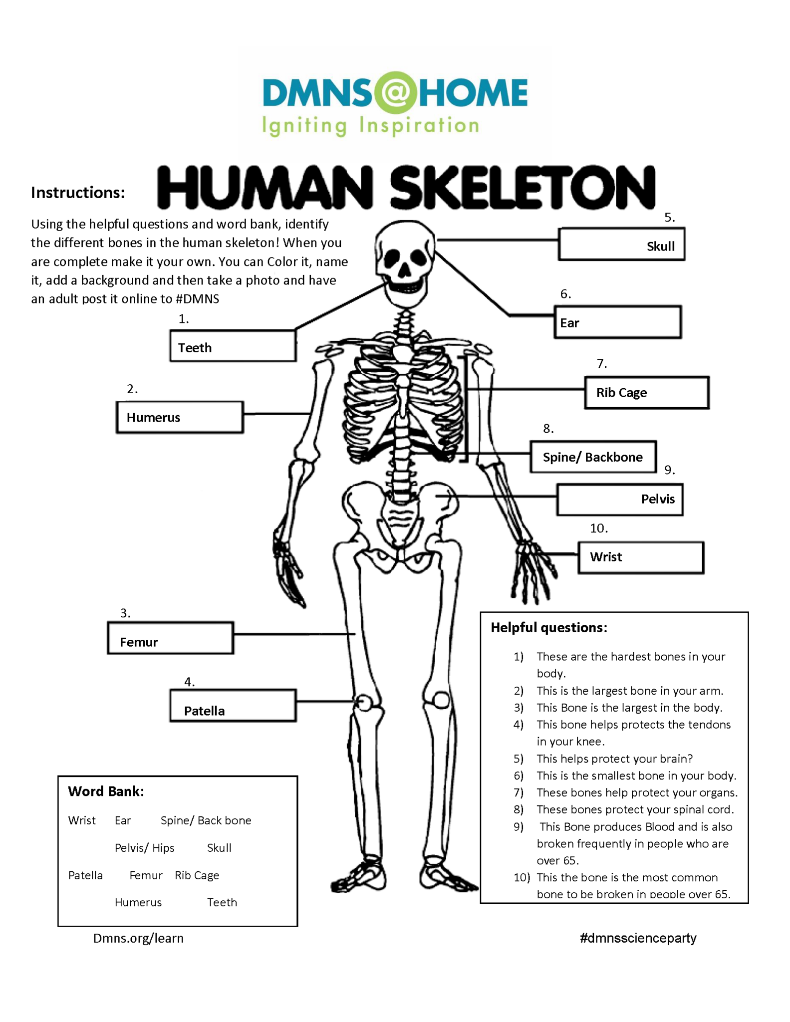 Major bones in the human body worksheet muscular system diagram not