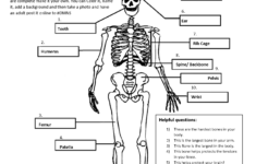 Major Bones In The Human Body Worksheet Muscular System Diagram Not