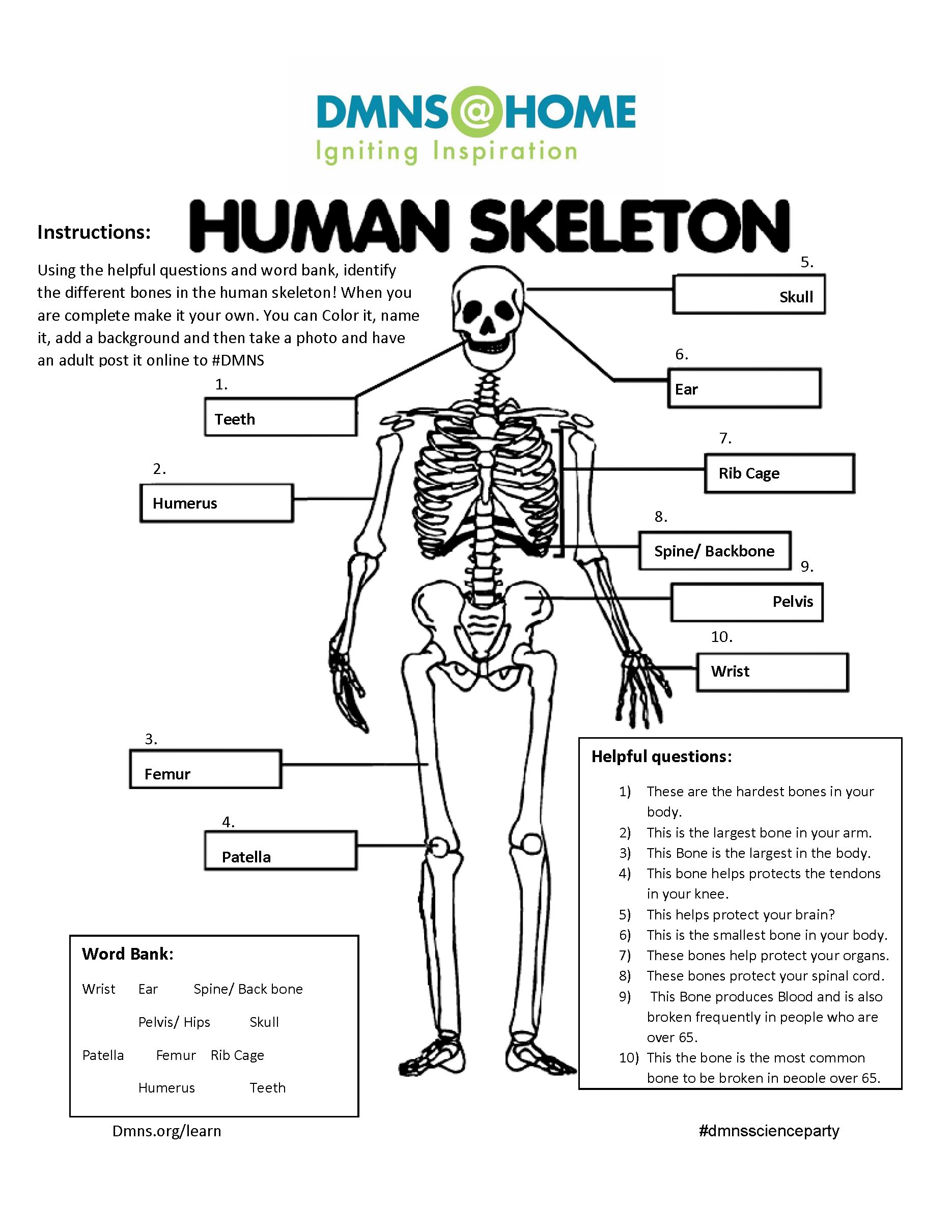 Major Bones In The Human Body Worksheet Muscular System Diagram Not 