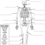 Major Bones Of The Skeleton Quiz With Word Bank Skeletal System