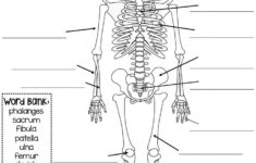 Major Bones Of The Skeleton Quiz With Word Bank Skeletal System