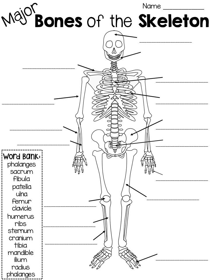  Major Bones Of The Skeleton Quiz With Word Bank Skeletal System 