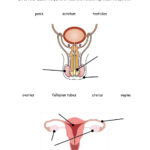 Male And Female Reproductive System Worksheet