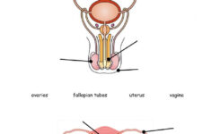 Male And Female Reproductive System Worksheet