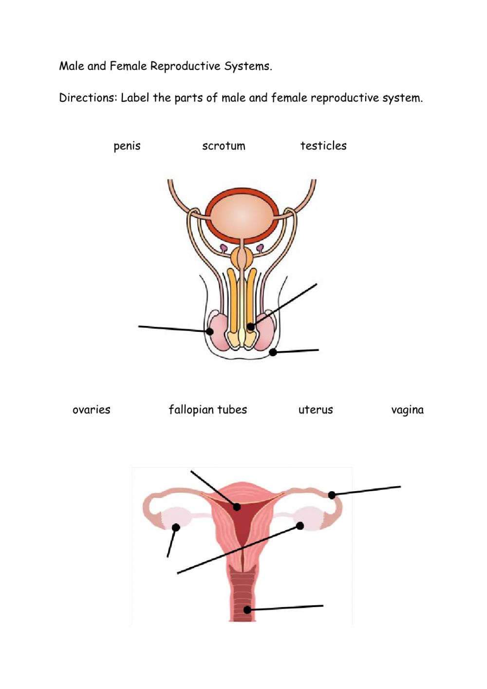 Male And Female Reproductive System Worksheet