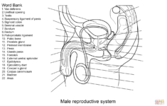 Male Reproductive System Worksheet Super Coloring Reproductive