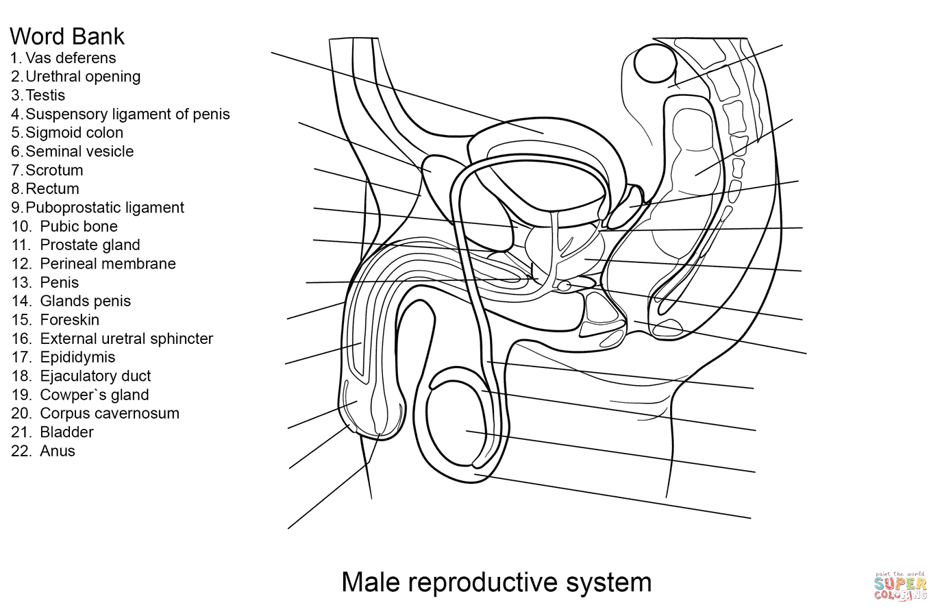 Male Reproductive System Worksheet Super Coloring Reproductive 