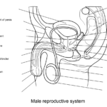 Male Reproductive System Worksheet Super Coloring Reproductive