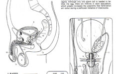 Male Reproductive Worksheet Printable Worksheets And Activities For